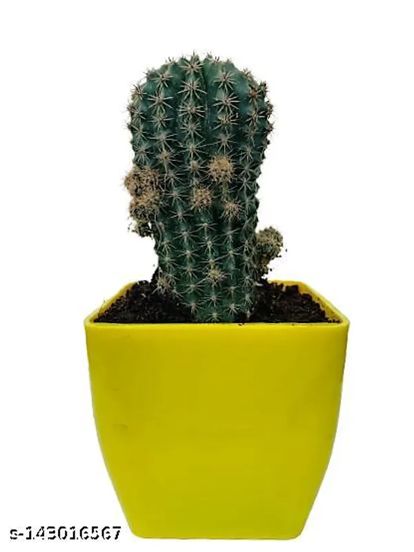Yellow_&_Green_Trendy_Cactus_Plant_In_Plastic_Pot_Indoor_Outdoor_Home_Decor_Birthday_Gift