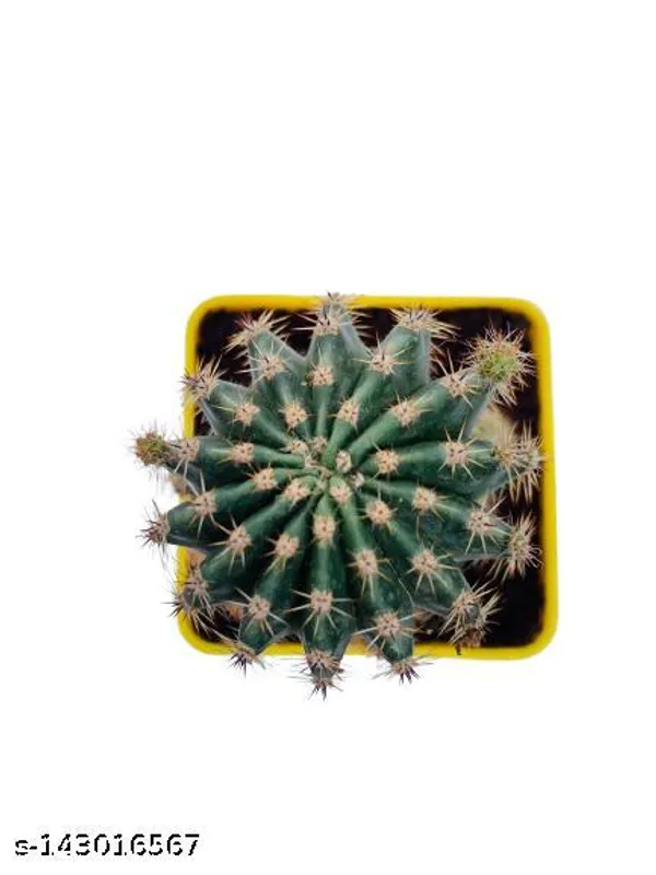 Yellow_&_Green_Trendy_Cactus_Plant_In_Plastic_Pot_Indoor_Outdoor_Home_Decor_Birthday_Gift