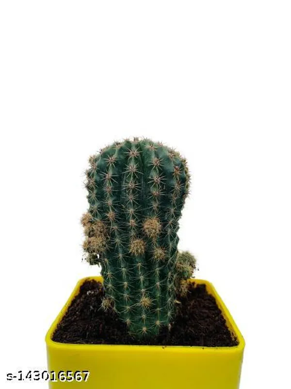 Yellow_&_Green_Trendy_Cactus_Plant_In_Plastic_Pot_Indoor_Outdoor_Home_Decor_Birthday_Gift