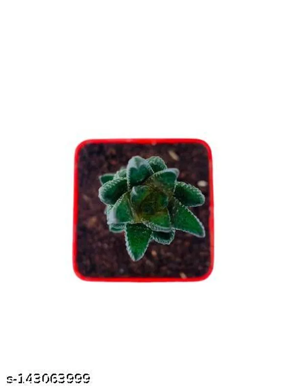Red_&_Green_Haworthia_Reinwardtii_Plant_In_Plastic_Pot_Indoor_Outdoor_Home_Decor_Birthday_Gift