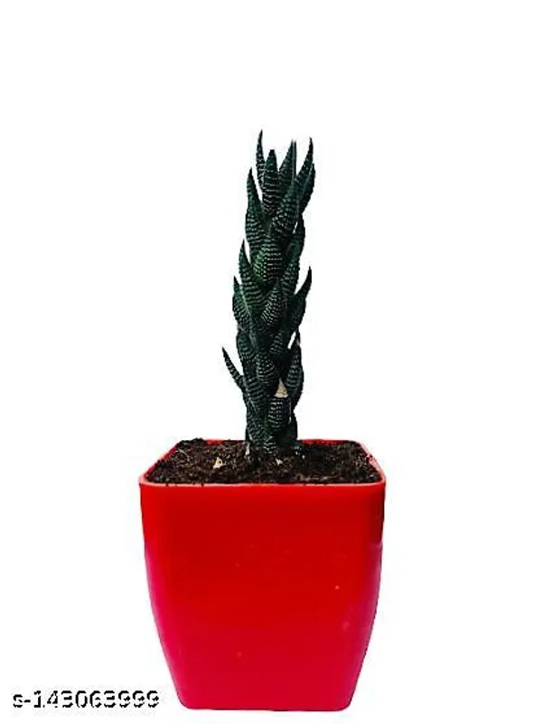Red_&_Green_Haworthia_Reinwardtii_Plant_In_Plastic_Pot_Indoor_Outdoor_Home_Decor_Birthday_Gift