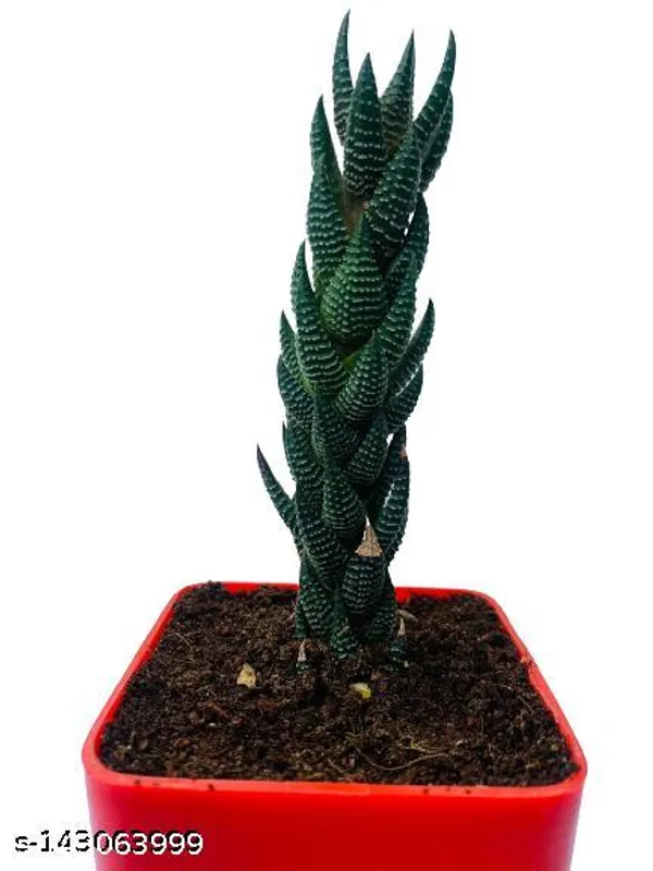 Red_&_Green_Haworthia_Reinwardtii_Plant_In_Plastic_Pot_Indoor_Outdoor_Home_Decor_Birthday_Gift