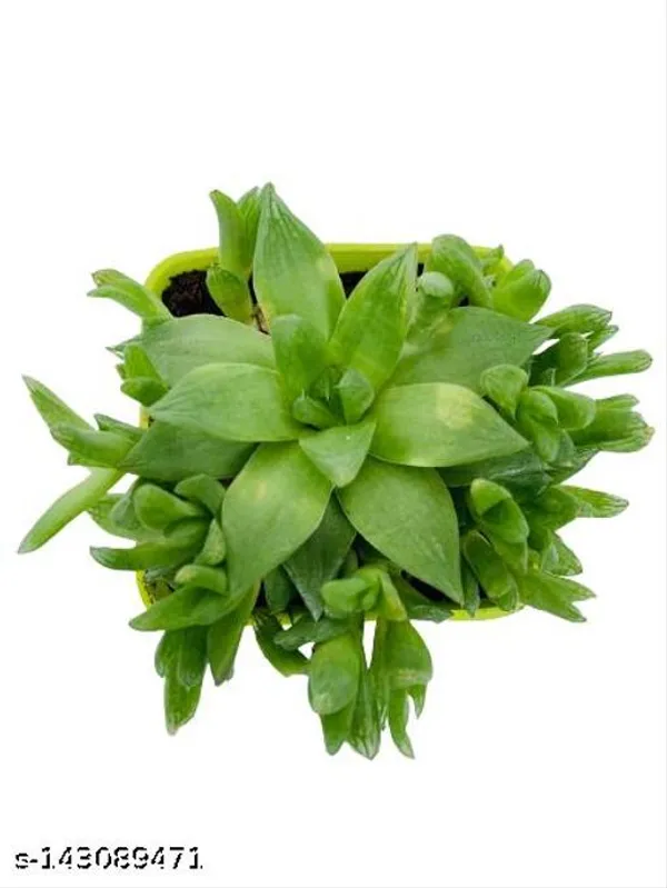 Green_Succulent_Plants_In_Plastic_Pot_Indoor_Outdoor_Home_Decor_Birthday_Gift