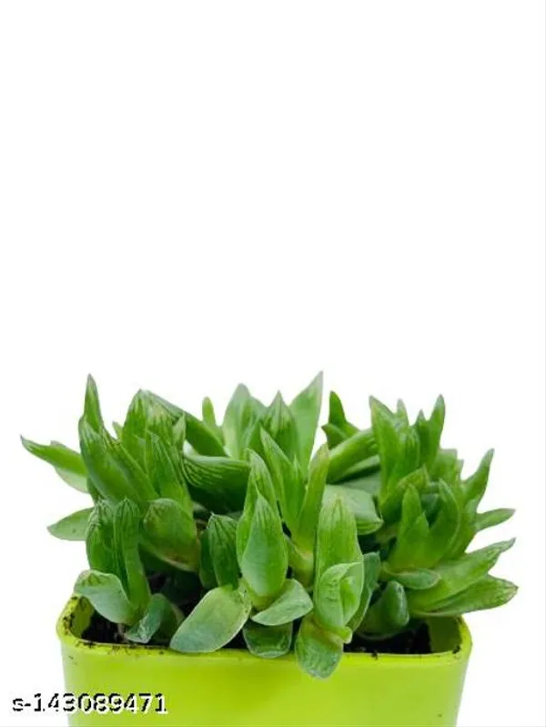 Green_Succulent_Plants_In_Plastic_Pot_Indoor_Outdoor_Home_Decor_Birthday_Gift