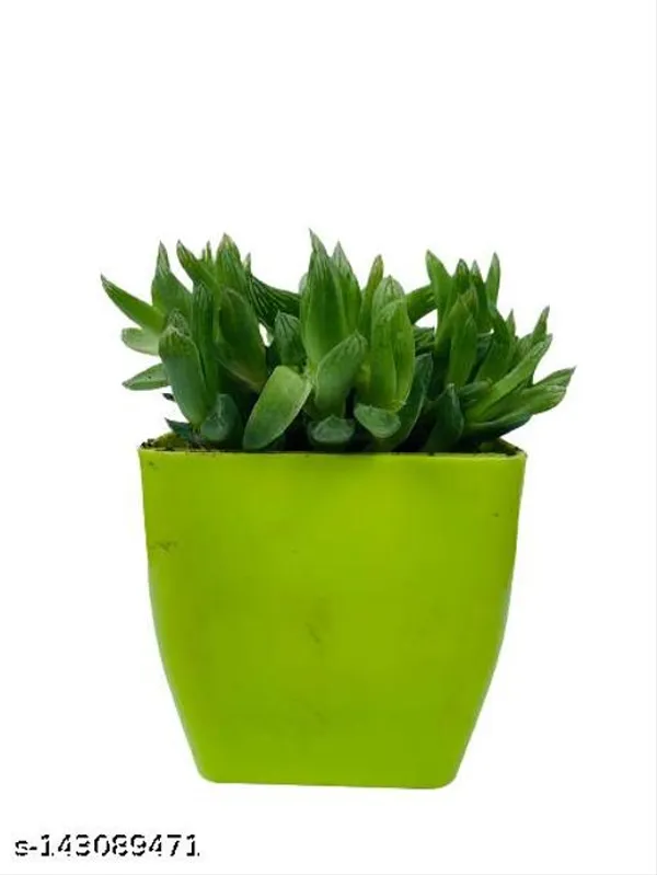 Green_Succulent_Plants_In_Plastic_Pot_Indoor_Outdoor_Home_Decor_Birthday_Gift