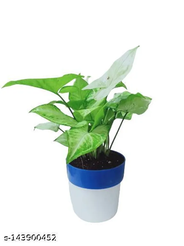 White_&_Green_White_Syngonium_Live_Plant_In_Plastic_Pot_Indoor_And_Outdoor