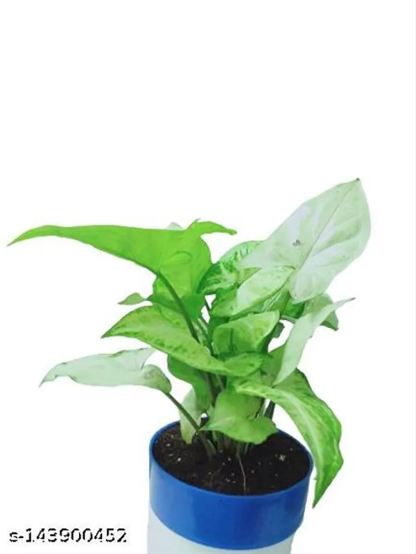White_&_Green_White_Syngonium_Live_Plant_In_Plastic_Pot_Indoor_And_Outdoor