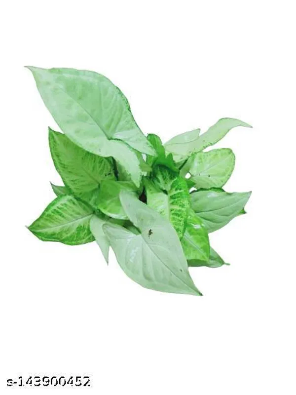 White_&_Green_White_Syngonium_Live_Plant_In_Plastic_Pot_Indoor_And_Outdoor