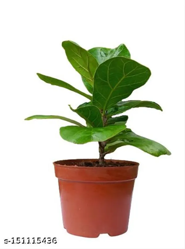 Brown_&_Green_Fiddle_Leaf_Fig_Plant_In_Plastic_Pot_Indoor_Outdoor_Home_Decor_Birthday_Gift