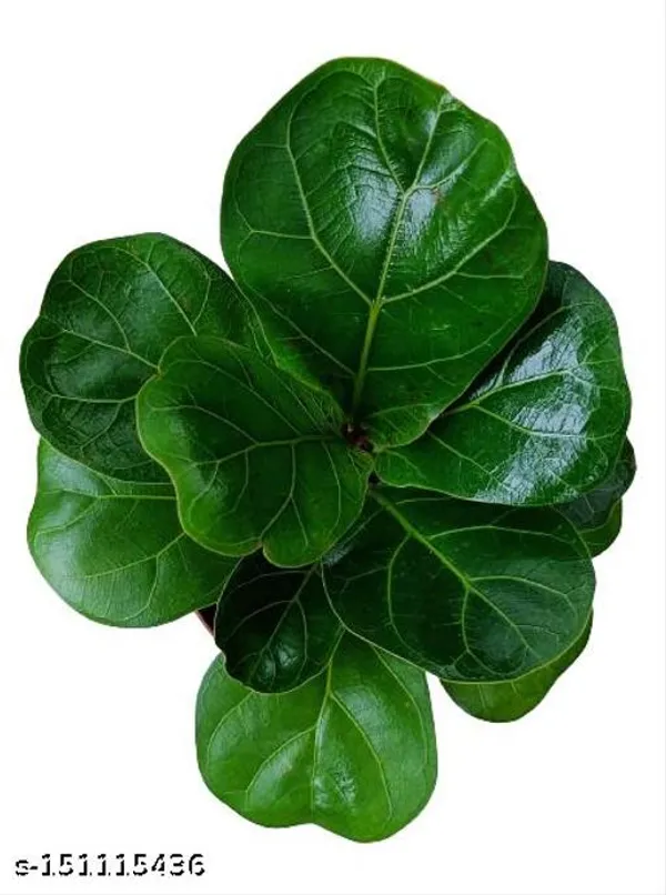 Brown_&_Green_Fiddle_Leaf_Fig_Plant_In_Plastic_Pot_Indoor_Outdoor_Home_Decor_Birthday_Gift