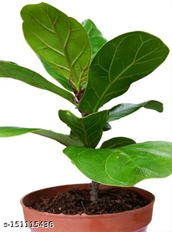 Brown_&_Green_Fiddle_Leaf_Fig_Plant_In_Plastic_Pot_Indoor_Outdoor_Home_Decor_Birthday_Gift