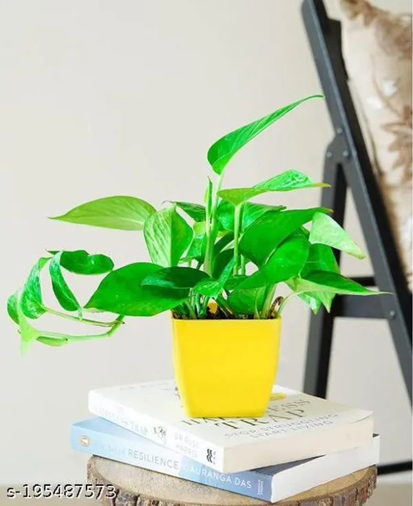 Yellow_&_Green_Beautiful_Green_Money_Plant_With_Pot