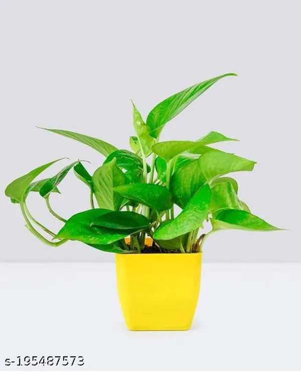 Yellow_&_Green_Beautiful_Green_Money_Plant_With_Pot