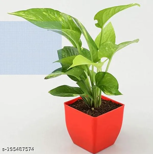 Red_&_Green_Green_Money_Plant_With_Red_Plastic_Pot