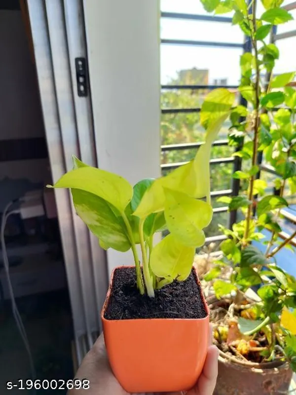Red_&_Green_Golden_Money_Plant_With_Beautiful_Pot