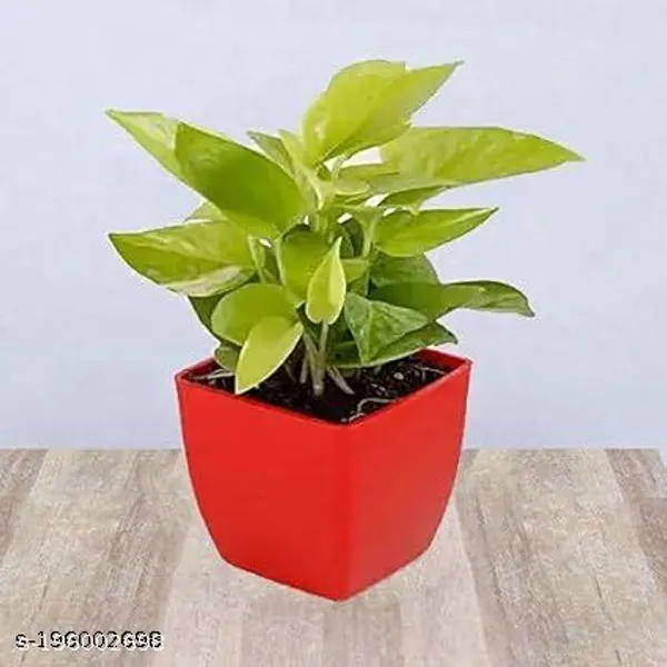 Red_&_Green_Golden_Money_Plant_With_Beautiful_Pot
