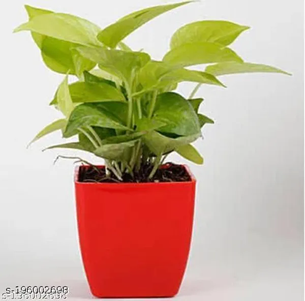 Red_&_Green_Golden_Money_Plant_With_Beautiful_Pot