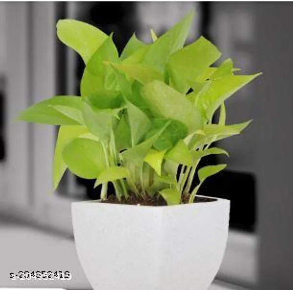 White_&_Green_Golden_Money_Plant_With_Beautiful_White_Pot