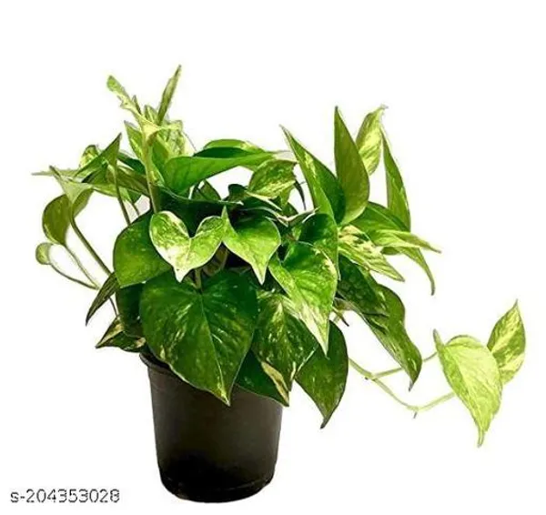 Black_&_Green_Money_Plant_With_Black_Nursary_Pot