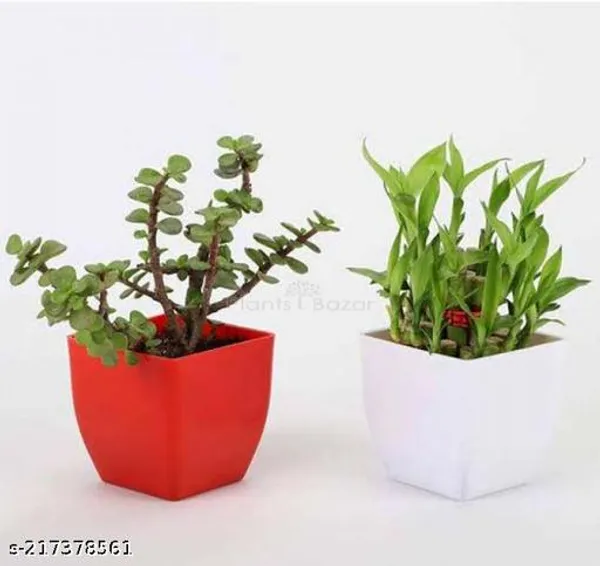 Red_&_White_Two_Layer_Lucky_Bamboo,_Jade_Plant_Combo