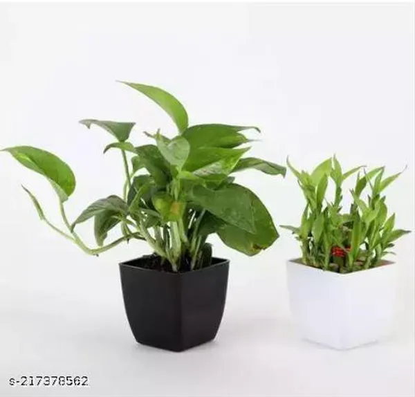 Money_Plant_With_Two_Layer_Lucky_Bamboo_With_Plastic_Pot