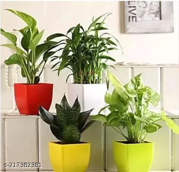Pack_of_4_Bamboo,_Syngonium,_Sensveria,_Money_Plant_Combo_Set