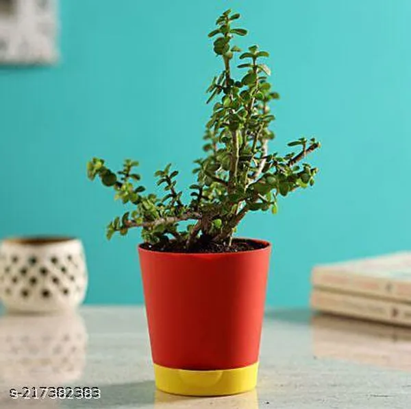 Jade_Plant_With_Self-Watering_Pot