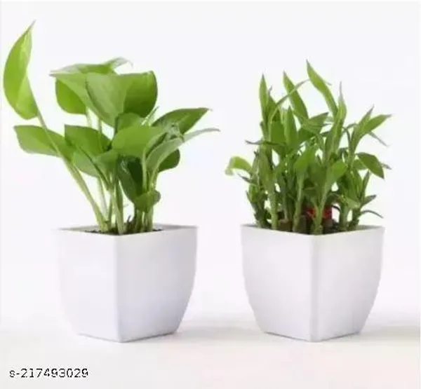 White_&_Green_Two_Layer_Lucky_Bamboo,_Golden_Money_Plant_Combo