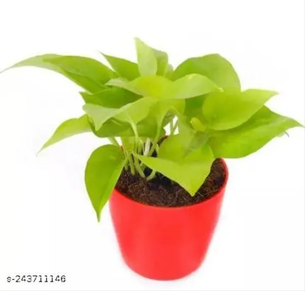 Red_&_Green_Golden_Money_Plant_With_Round_Plastic_Pot