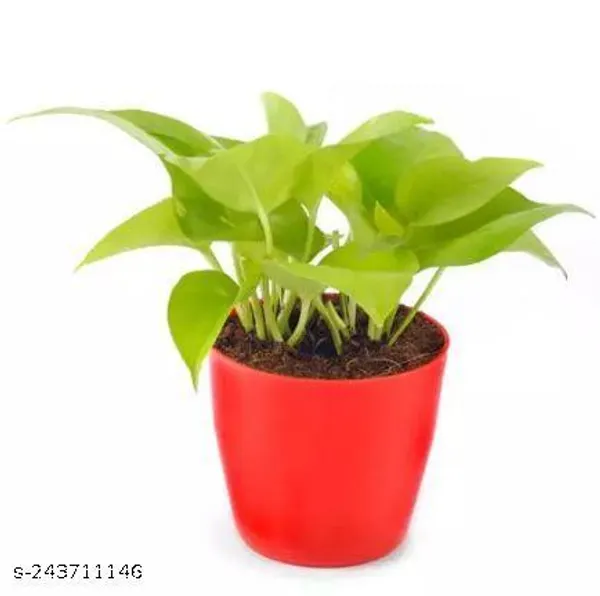 Red_&_Green_Golden_Money_Plant_With_Round_Plastic_Pot