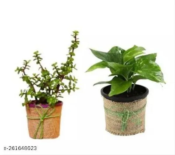 Jade_And_Money_Plant_Combo_With_Jute_Pot