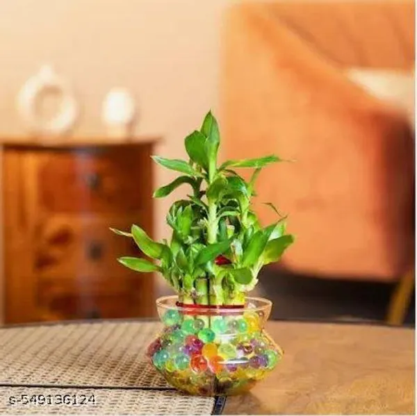 Green_Combo_Of_Two_Layer_Lucky_Bamboo_In_Glass_Pot_Set_Of_2