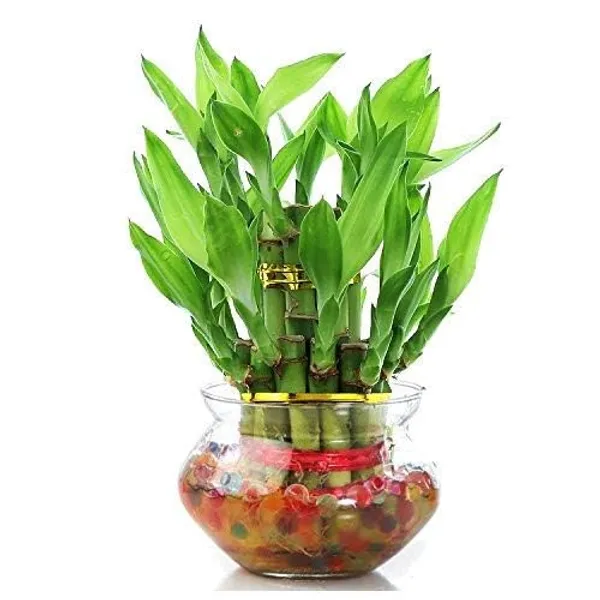 Green_Combo_Of_Two_Layer_Lucky_Bamboo_In_Glass_Pot_Set_Of_2