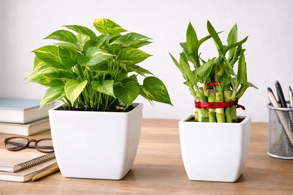 White_&_Green_Two_Layer_Lucky_Bamboo,_Golden_Money_Plant_Combo