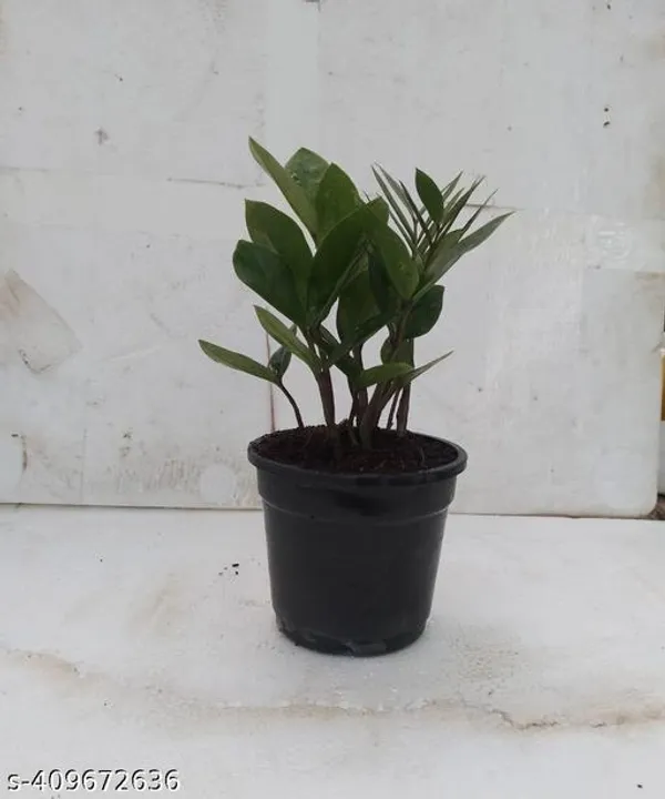 Zamiaculcas_Green_(Zz_Plant)_|_Best_Gift_For_Any_Occasion