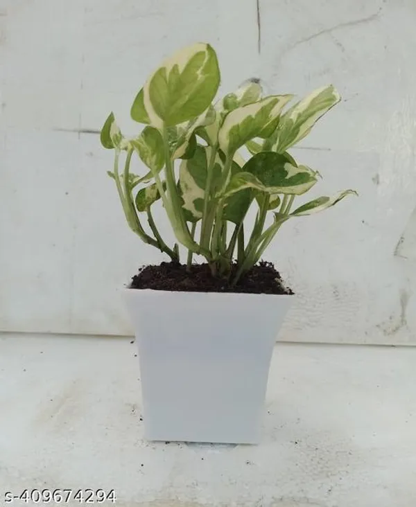 White_&_Green_Money_Plant_Pothos_Money_Tree_With_Pot