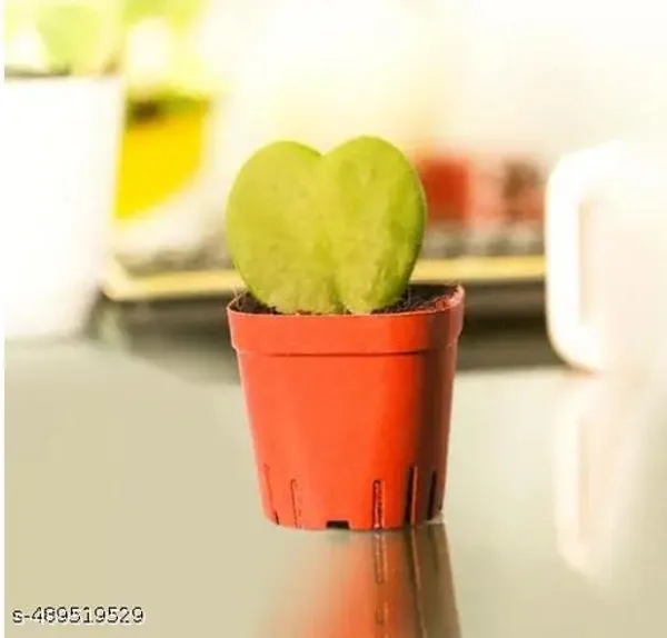 Yellow_&_Red_Deep_Affection_Symbol_Of_Love_Sweetheart_Valentine_Hoya_Succulent_Plant_Live_Indoor_Plant
