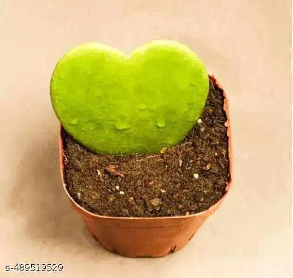 Yellow_&_Red_Deep_Affection_Symbol_Of_Love_Sweetheart_Valentine_Hoya_Succulent_Plant_Live_Indoor_Plant