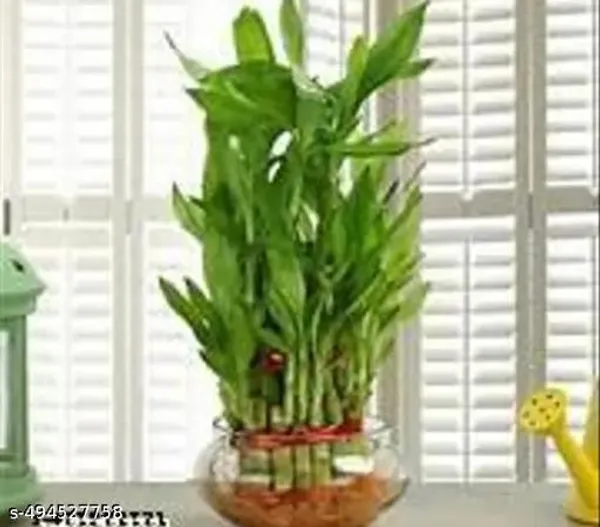 Green_Lucky_Bamboo_Plant