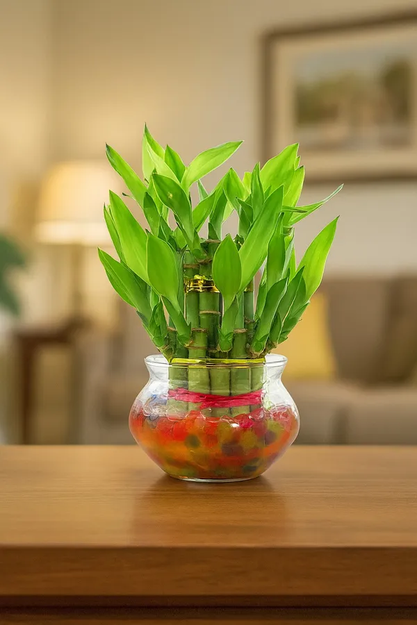 Green_Two_Layer_Lucky_Bamboo_Plant_With_Clear_Round_Glass_Pot