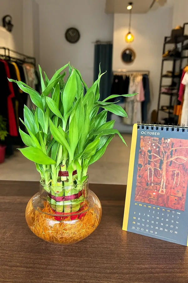 Green_Two_Layer_Lucky_Bamboo_Plant_With_Clear_Round_Glass_Pot