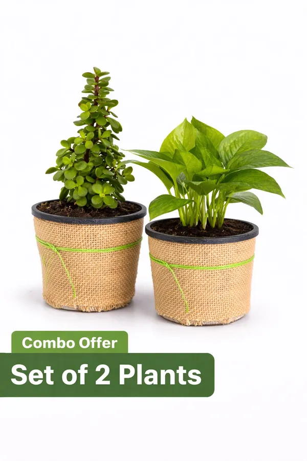 Jade_And_Money_Plant_Combo_With_Jute_Pot