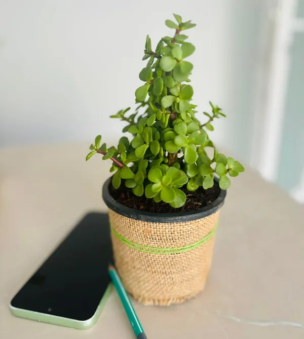 Jade_And_Money_Plant_Combo_With_Jute_Pot