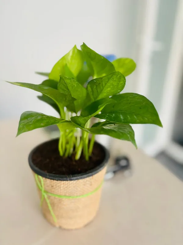 Jade_And_Money_Plant_Combo_With_Jute_Pot