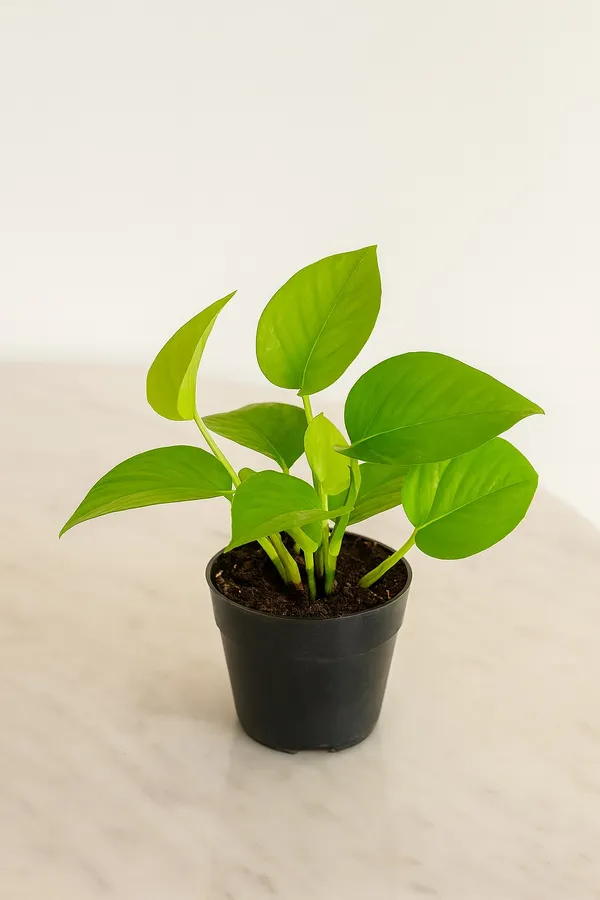 Black_&_Green_Money_Plant_With_Black_Nursary_Pot