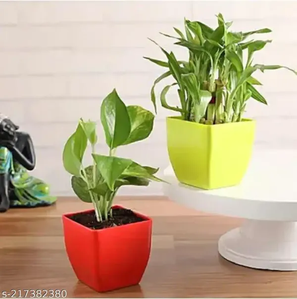 Layer_Lucky_Bamboo_And_Green_Money_Plant_With_Plastic_Pot