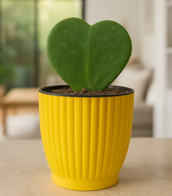 Yellow_&_Green_Hoya_Heart_Plant_With_Round_Coloured_Plastic_Pot_Perfect_Gift_Home_Decor