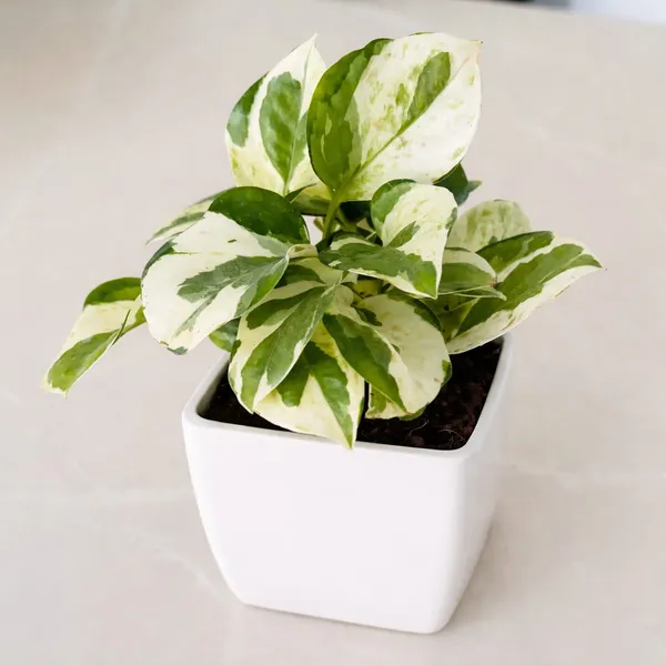 Pothos_Green_Money_Plant_|_Plastic_Pot_|_Indoor_Plants_|_Air_Purifying_Plants_|_Gift_For_Birthday_|_Home_Decorative