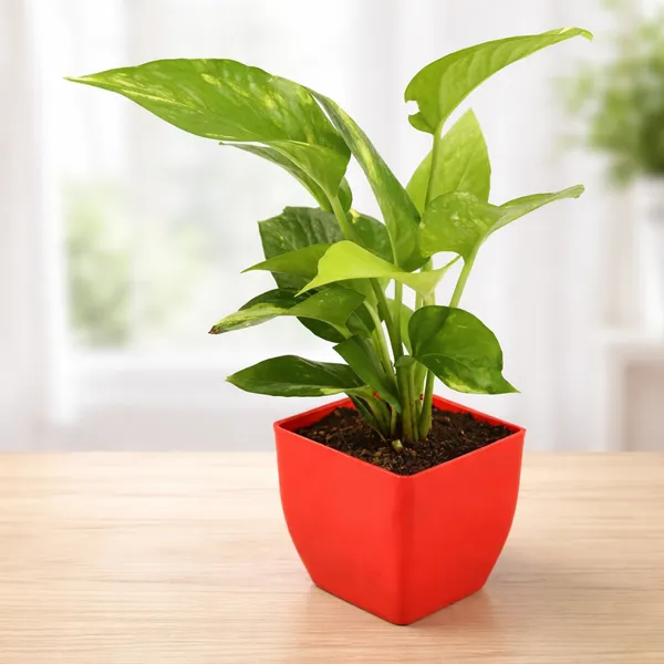 Red_&_Green_Green_Money_Plant_With_Red_Plastic_Pot