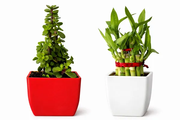 Red_&_White_Two_Layer_Lucky_Bamboo,_Jade_Plant_Combo